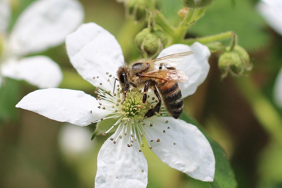 Honeybee on a Blackberry Blossom Photograph by Lucinda VanVleck