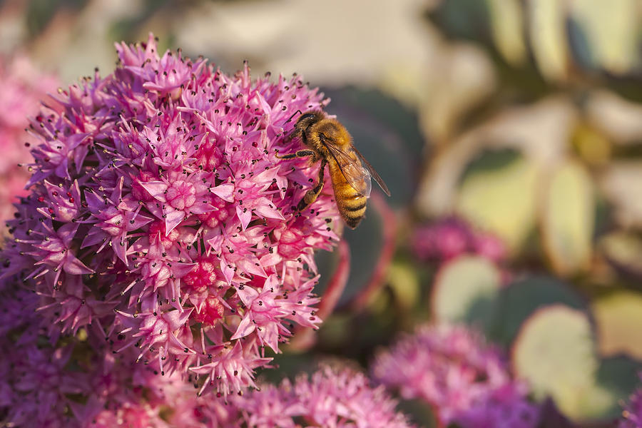 Nature Photograph - Honeybee On A Dark Pink Sedum Flower by Laura Berman