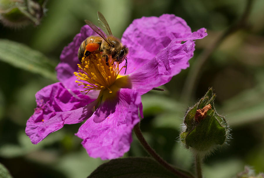 Honeybee on a Rockrose Photograph by Kathleen Bishop