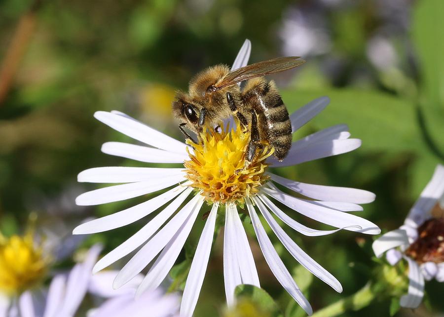 Honeybee on Aster Photograph by Lucinda VanVleck