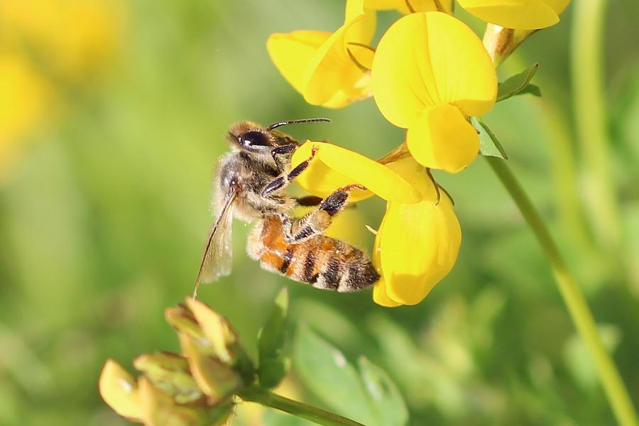 honeybee on Birdsfool Trefoil Photograph by Lucinda VanVleck