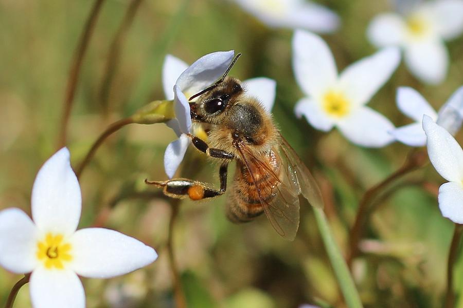 Honeybee on Bluet Photograph by Lucinda VanVleck