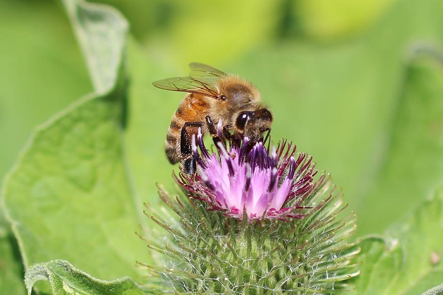 Honeybee on Burdock Photograph by Lucinda VanVleck
