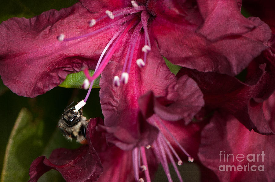 Honeybee on Burgundy Rhododendron Photograph by Sharon Talson