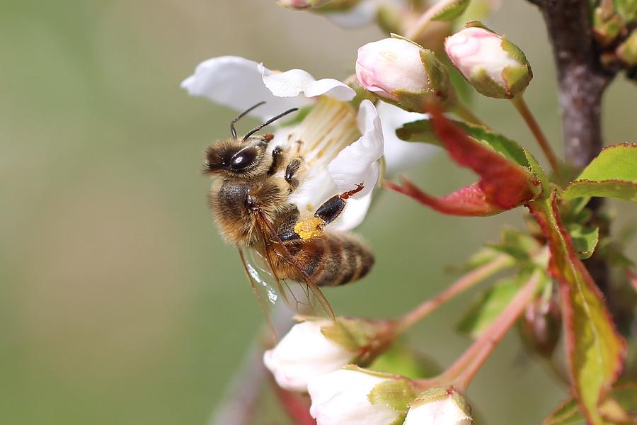 Honeybee on Cherry Blossom Photograph by Lucinda VanVleck