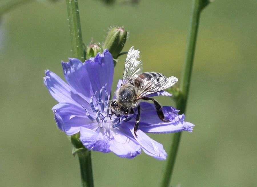 honeybee on Chickory Photograph by Lucinda VanVleck