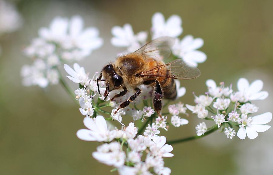 Honeybee on Cilantro Photograph by Lucinda VanVleck
