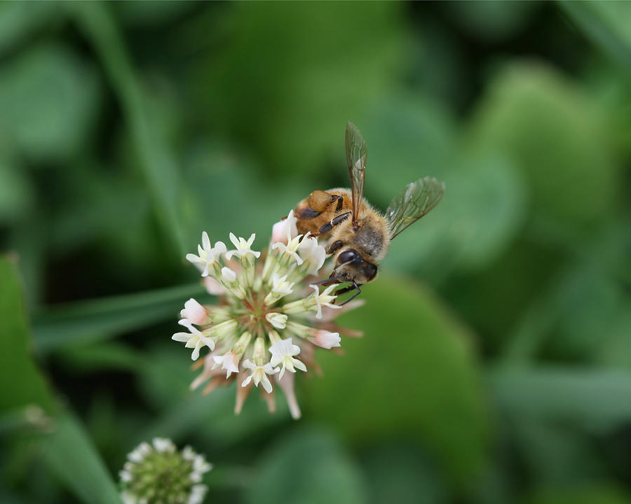 Honeybee on clover Photograph by Denise Beverly