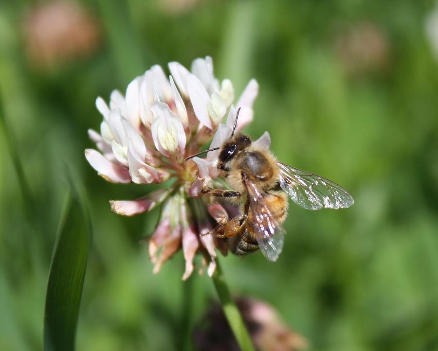 Honeybee on Clover Photograph by Lucinda VanVleck