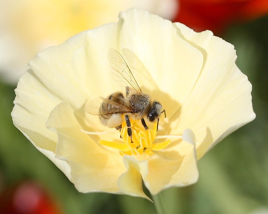 Honeybee on Cream Poppy Photograph by Lucinda VanVleck