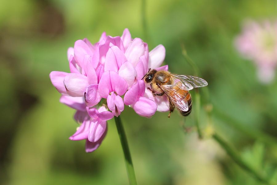 Honeybee on Crown Vetch Photograph by Lucinda VanVleck