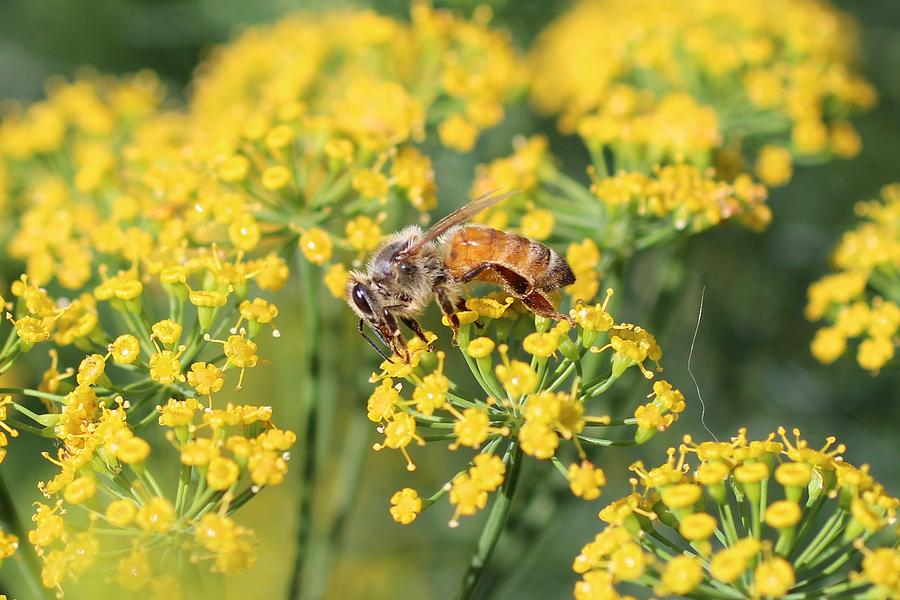 Honeybee on Dill Photograph by Lucinda VanVleck