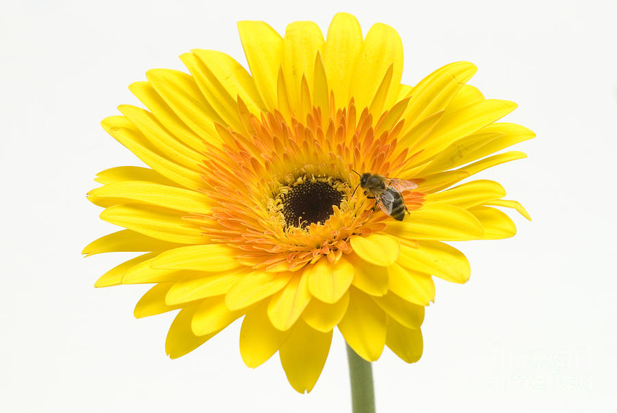 Honeybee On Flower Photograph by Mark Bowler