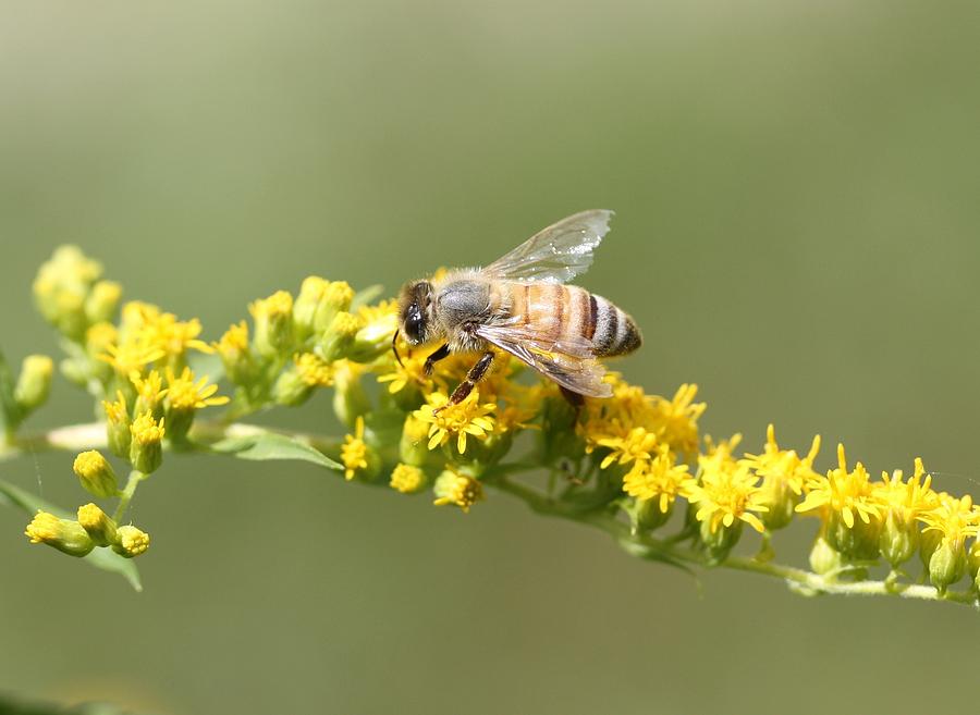 Honeybee on Goldenrod Twig Photograph by Lucinda VanVleck