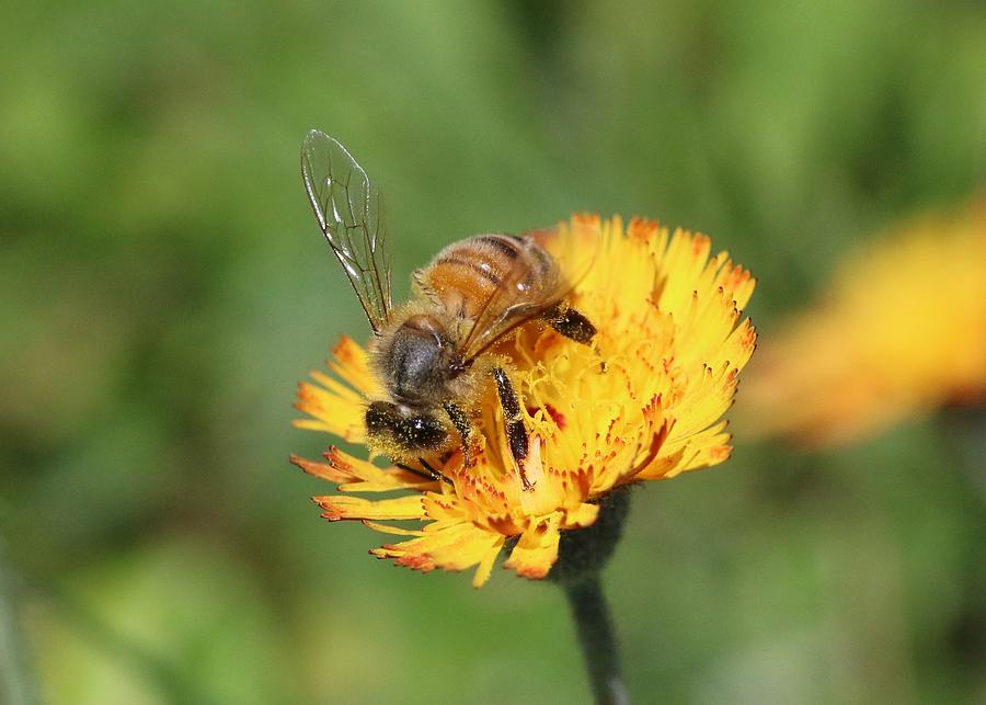 Honeybee on Hawkweek Photograph by Lucinda VanVleck
