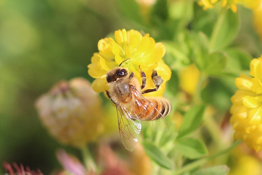 Honeybee on Hop Clover Photograph by Lucinda VanVleck