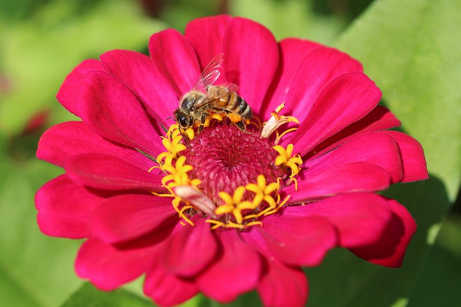 Honeybee on Hot Pink Zinnia Photograph by Lucinda VanVleck