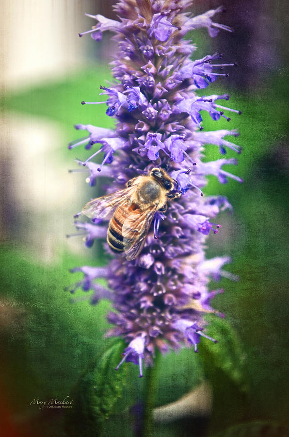 Honeybee on Hyssop Photograph by Mary Machare