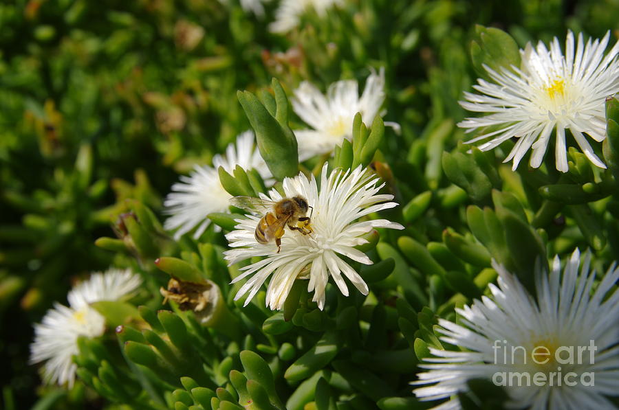 Bee On Flower Photograph - Honeybee on Iceplant 2.1502 by Stephen Parker