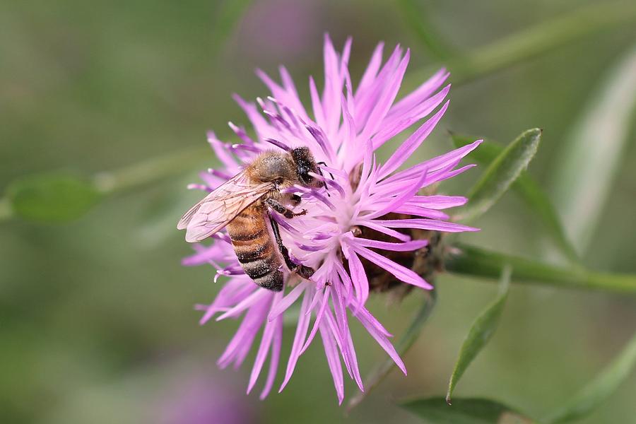 Honeybee on Ironweed Photograph by Lucinda VanVleck