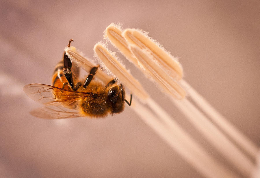 Honeybee on Jimson Photograph by Janis Knight