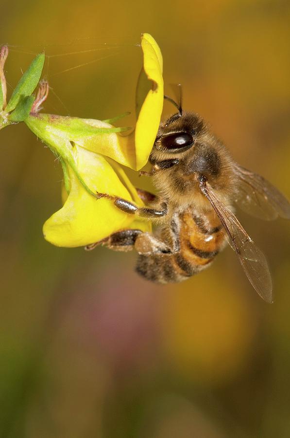 Honeybee On Lotus Corniculatus Flower Photograph By Dr John Brackenbury Science Photo Library