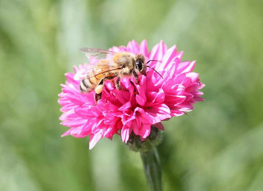 Honeybee on Pink Bachelors Button Photograph by Lucinda VanVleck