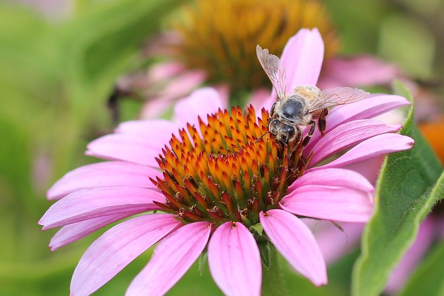 Honeybee on Pink Echinacea Photograph by Lucinda VanVleck