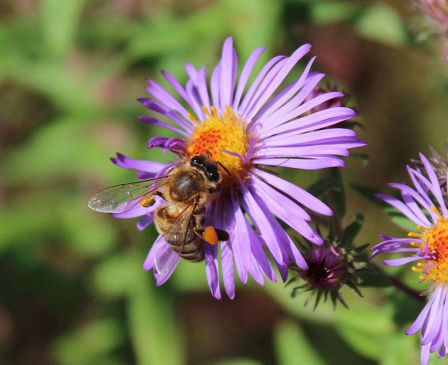 Honeybee on Purple Wild Aster Photograph by Lucinda VanVleck