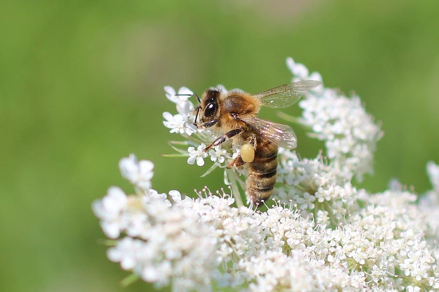 Honeybee on Queen Anns Lace Photograph by Lucinda VanVleck