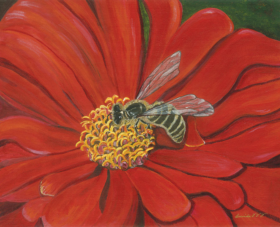 Honeybee on Red Zinnia Painting by Lucinda VanVleck