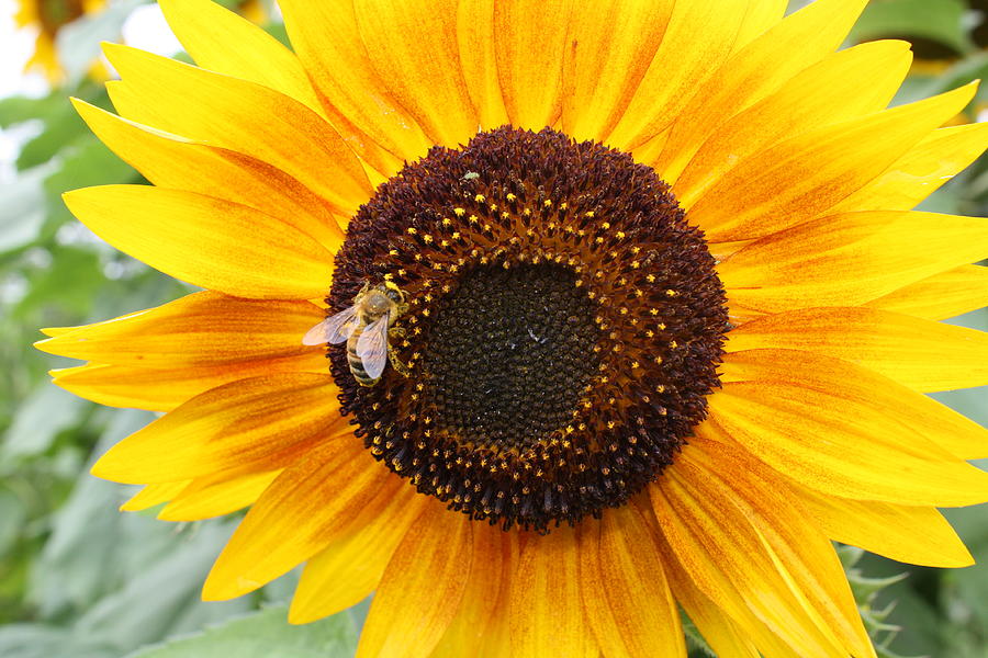Honeybee on Small Sunflower Photograph by Lucinda VanVleck