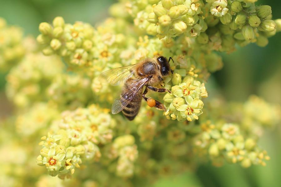 Nature Photograph - Honeybee on Sumac by Lucinda VanVleck