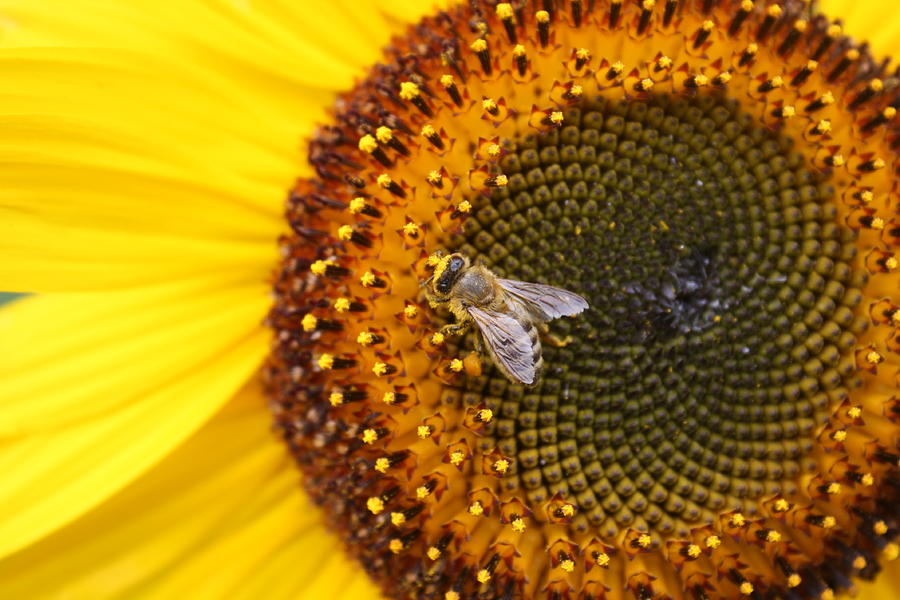 Honeybee on Sunflower Photograph by Lucinda VanVleck