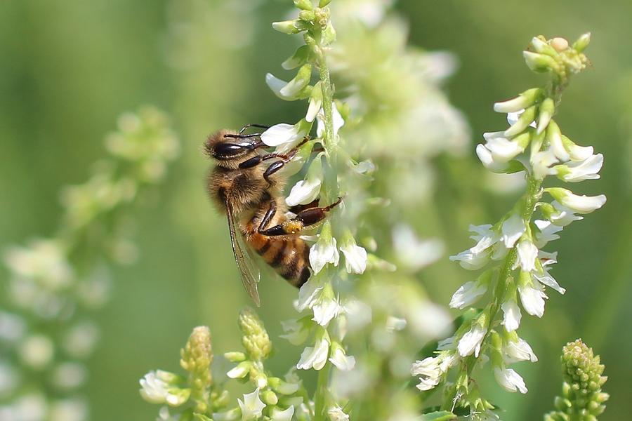 Honeybee on Sweet Clover Photograph by Lucinda VanVleck
