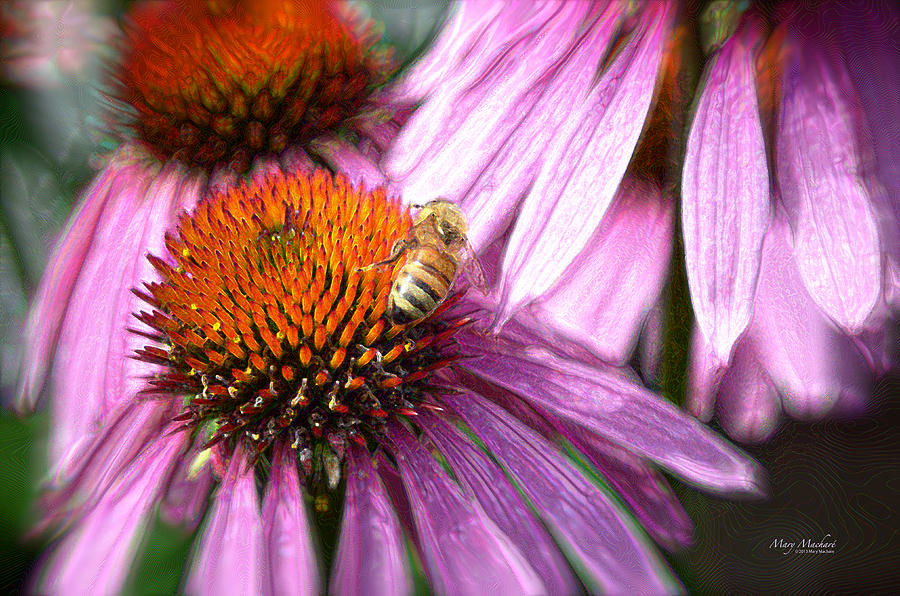 Honeybee on the Coneflower Photograph by Mary Machare
