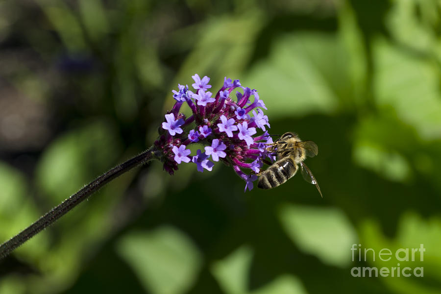 Honeybee on the Purpletop Photograph by Maria Janicki