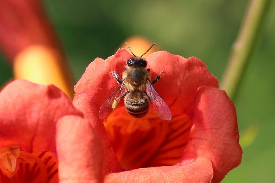 Honeybee on Trumpet Flower Photograph by Lucinda VanVleck