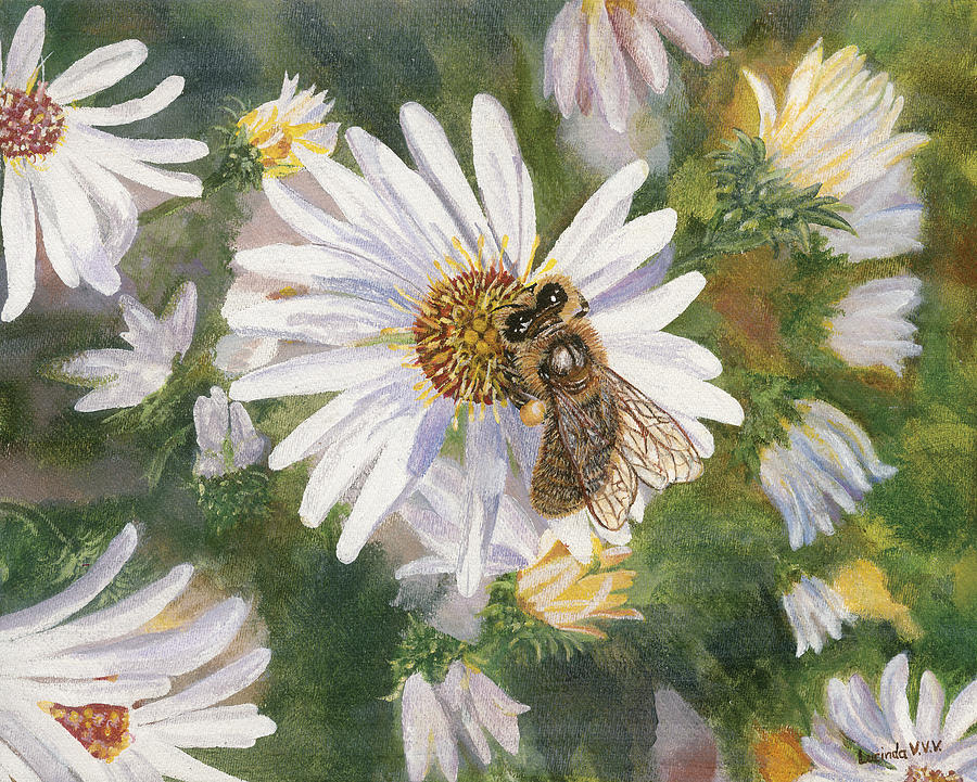 Honeybee on White Aster Painting by Lucinda VanVleck