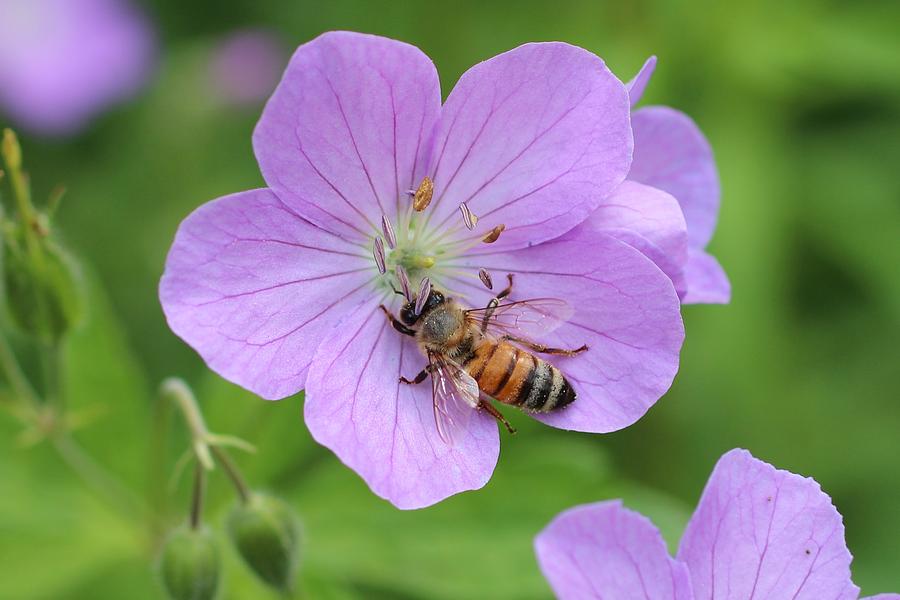 Honeybee on Wild Geranium Photograph by Lucinda VanVleck