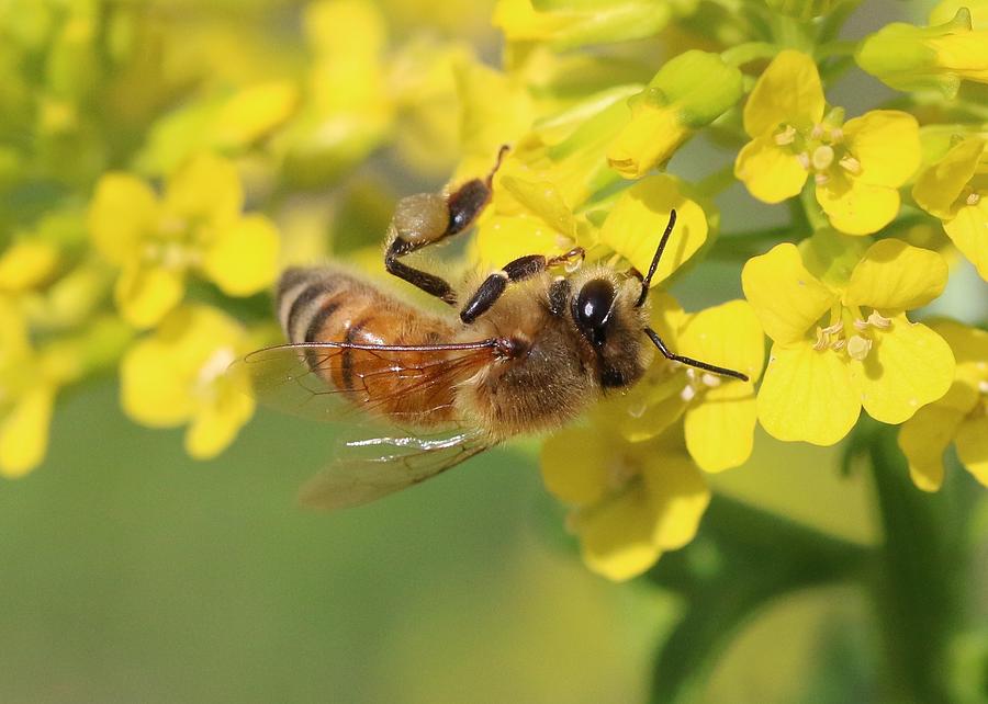 Honeybee on Wild Mustard Photograph by Lucinda VanVleck