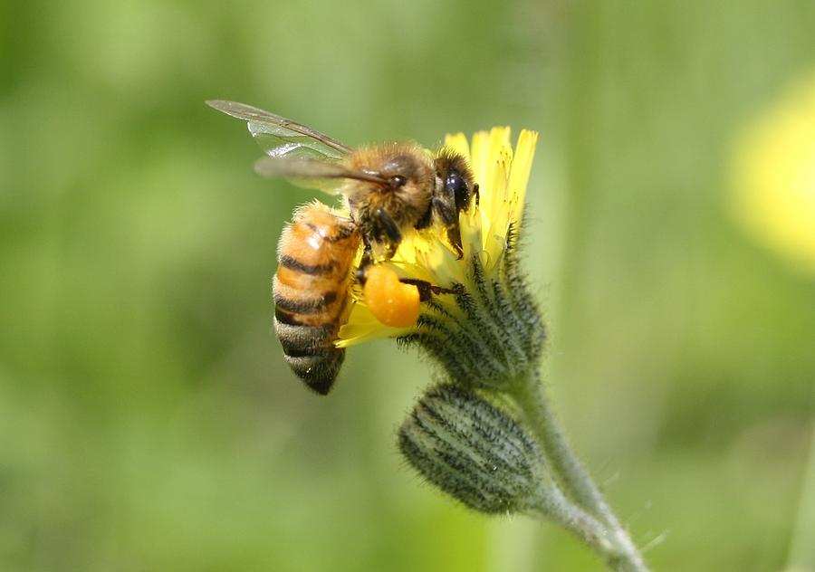 Honeybee on Yellow Hawkweed Photograph by Lucinda VanVleck