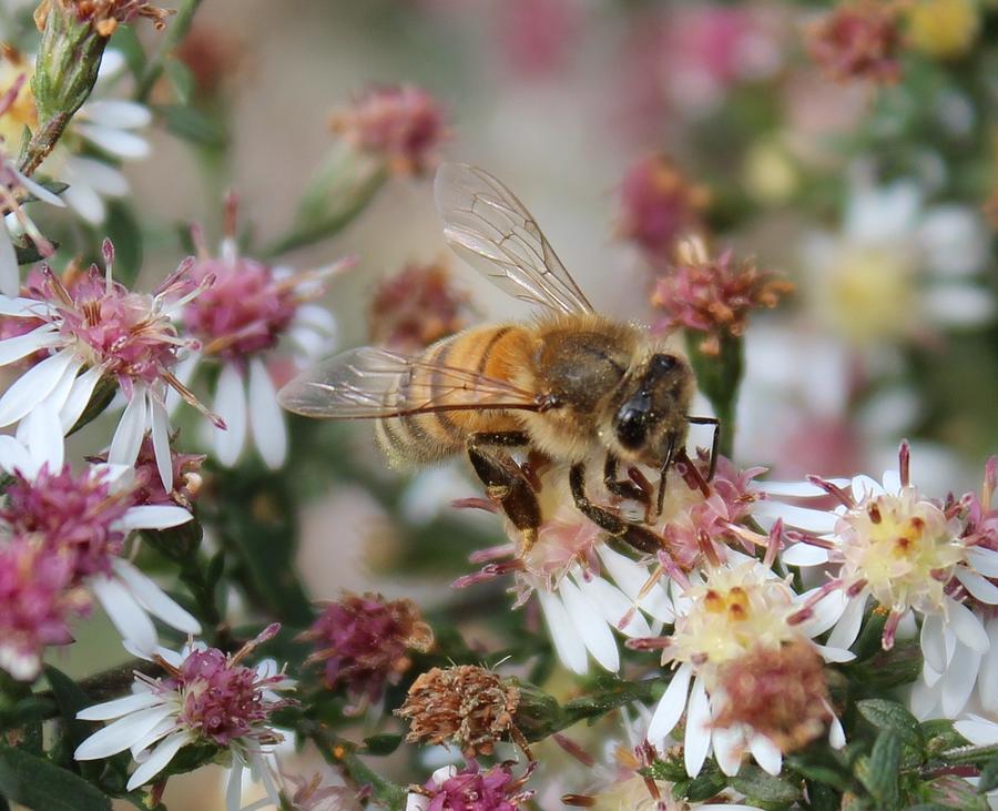 Honeybee Sipping Nectar on Wild Aster Photograph by Lucinda VanVleck