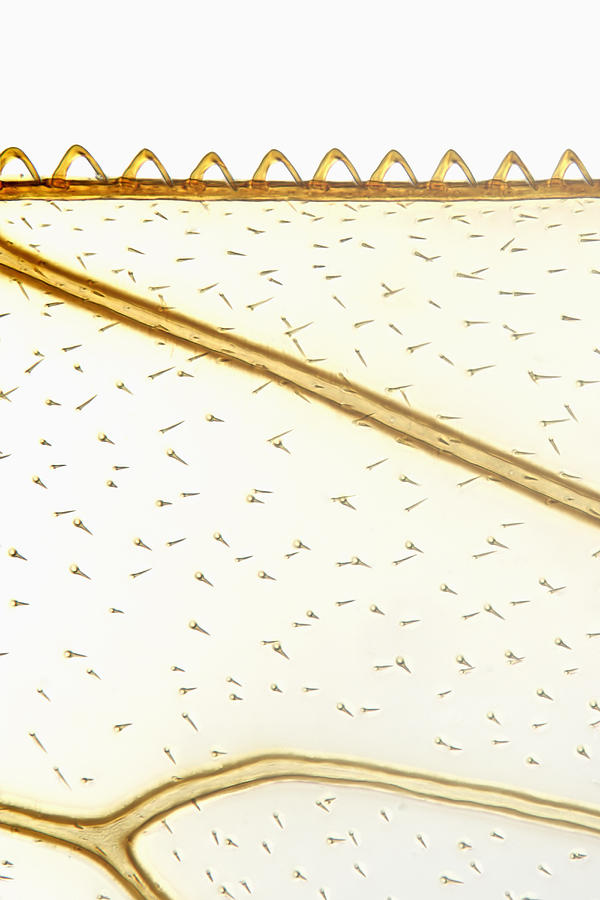 Honeybee Wing Showing Veins, Hairs Photograph by Science Stock Photography