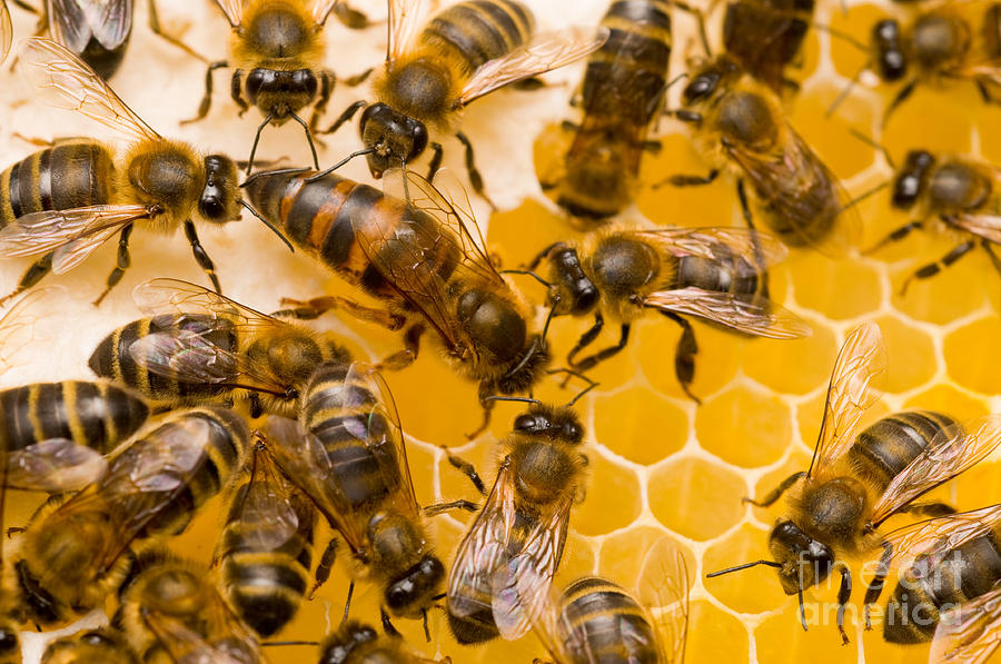 Honeybee Workers And Queen Photograph by Mark Bowler