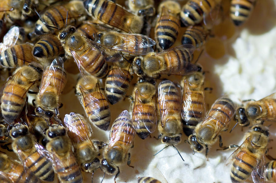 Wildlife Photograph - Honeybees by Louise Murray/science Photo Library