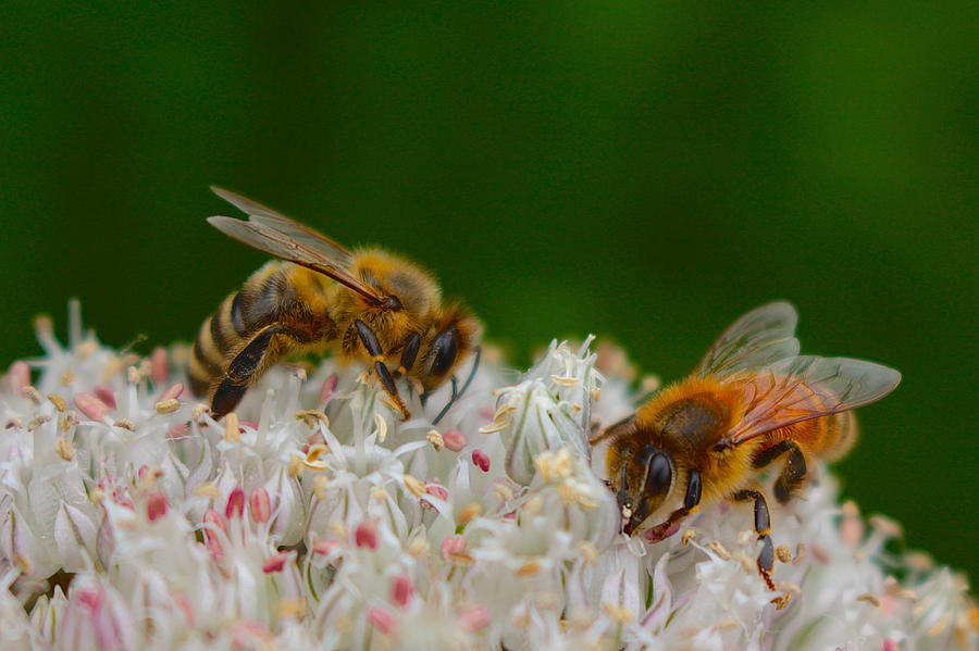 Honeybees on Alium Flower Photograph by Catia Juliana