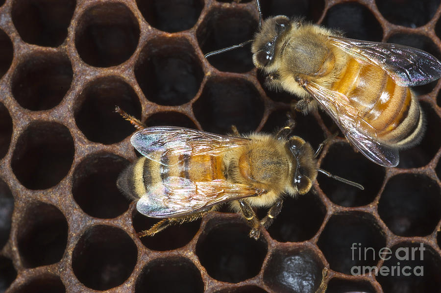 Honeybees On Comb Photograph by Scott Camazine