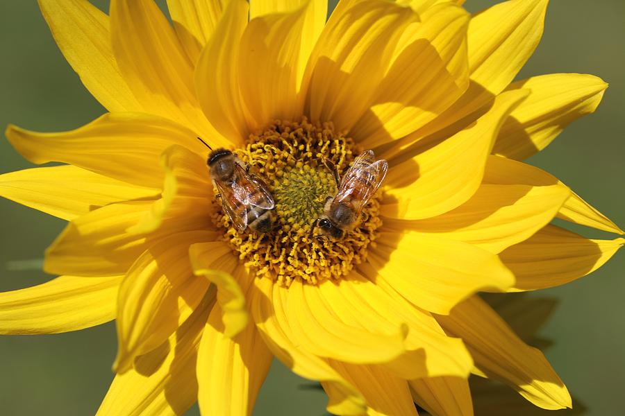Honeybees on False Sunflower Photograph by Lucinda VanVleck