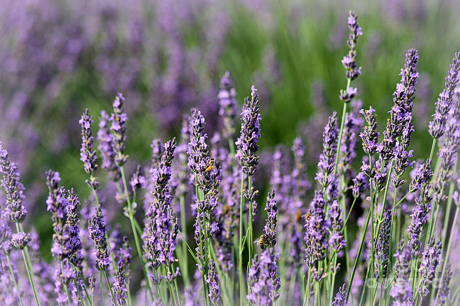 Honeybees on Lavender Flowers Photograph by Catherine Sherman